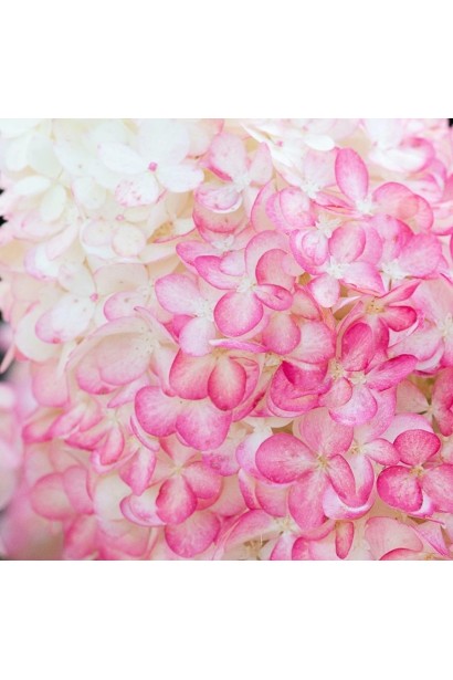 Соцветие Hydrangea Living Pink & Rose крупным планом, двухцветный переход от белого к розовому.